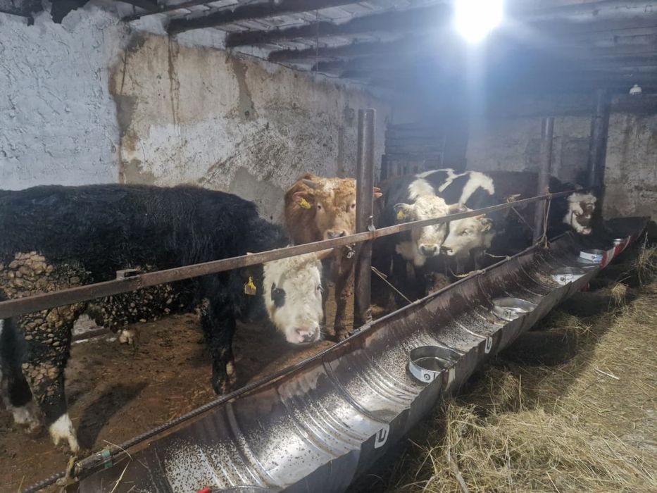 Продам бычков откорм