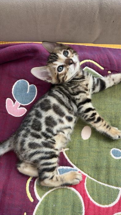Бенгальский котёнок