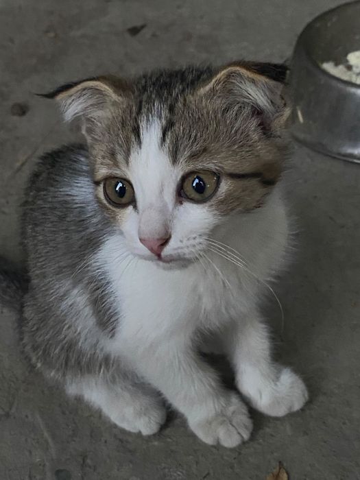 Отдам котят в добрые руки