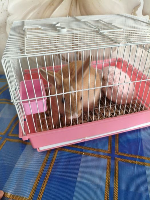 Продам кролика хороший