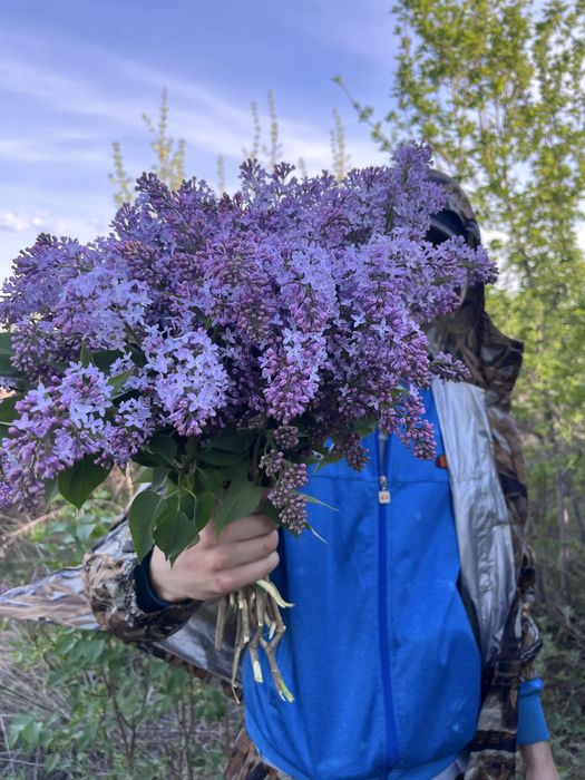 Сирень по предзаказу