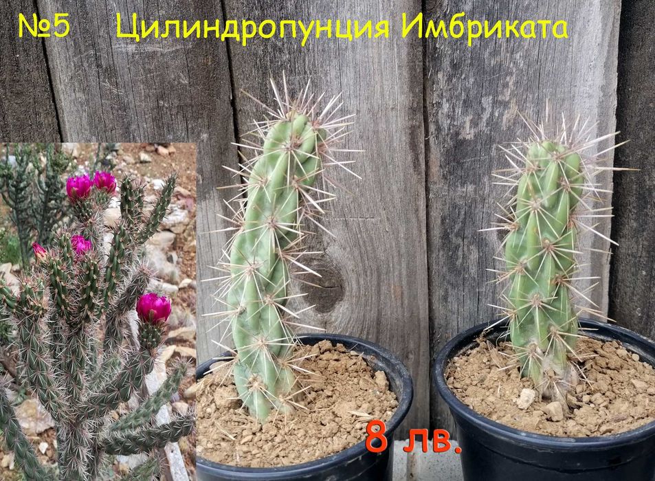 Студоустойчиви градински кактуси