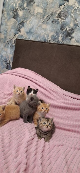 Британские короткошерстные котята
