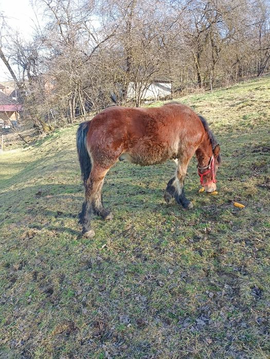 De vînzare mînz de 8 luni.
