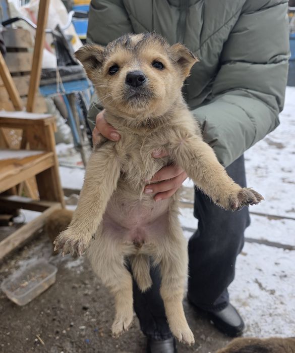Щенки бесплатно в добрые руки!