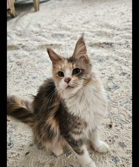 Продаются котята мейнкуны!