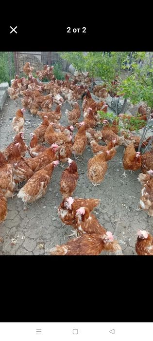 Продавам носачки