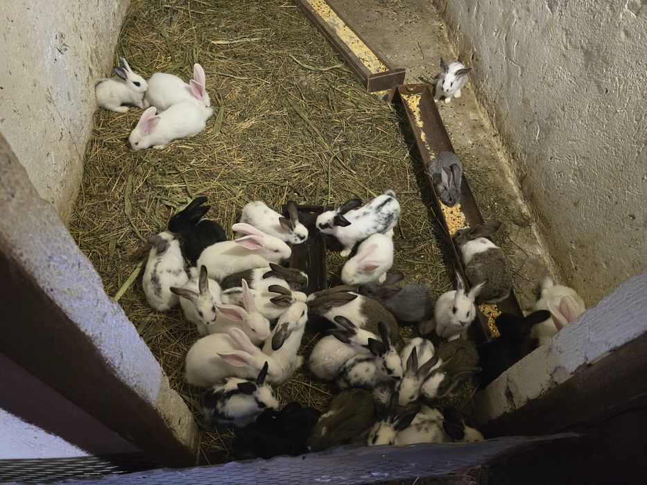 Iepurași coconasi  tineri
