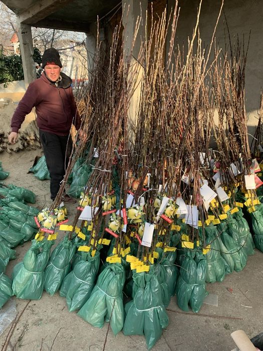 Pomi si vita de vie ambalata pe comanda