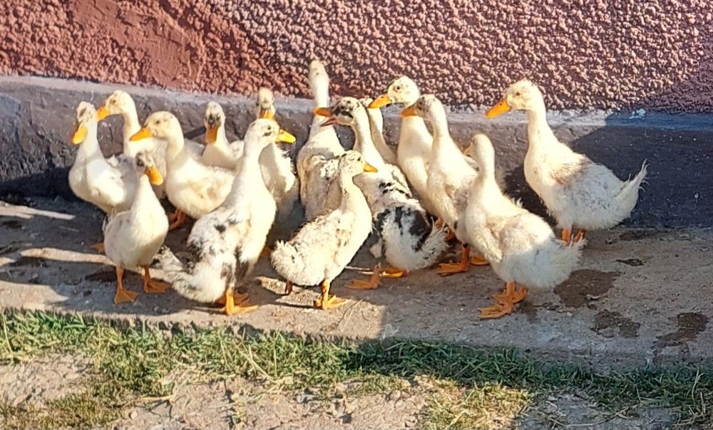 Rațe boboci de vanzare
