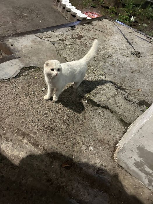 отдается в добрые руки вислоухая кошка