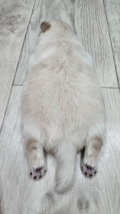 Шпиц щенок девочка