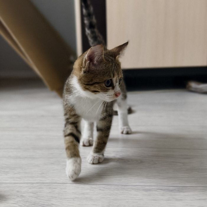 Котенок в добрые руки