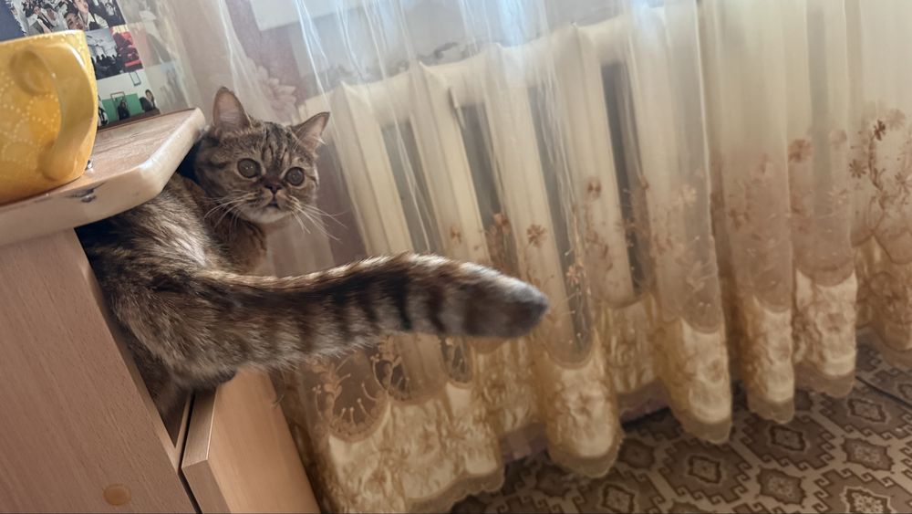 Нужен кот для вязки