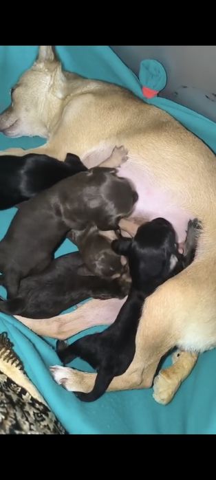 Отдам щенков помесь