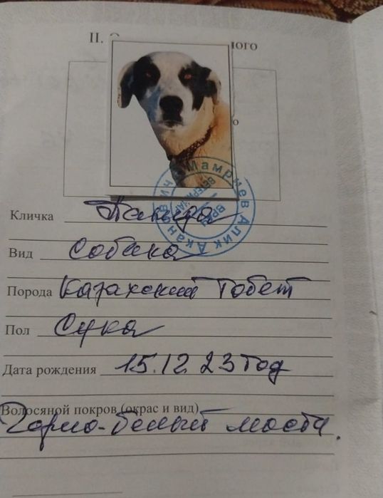 Продам щенков Тобета