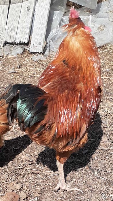 Петух кучинской породы