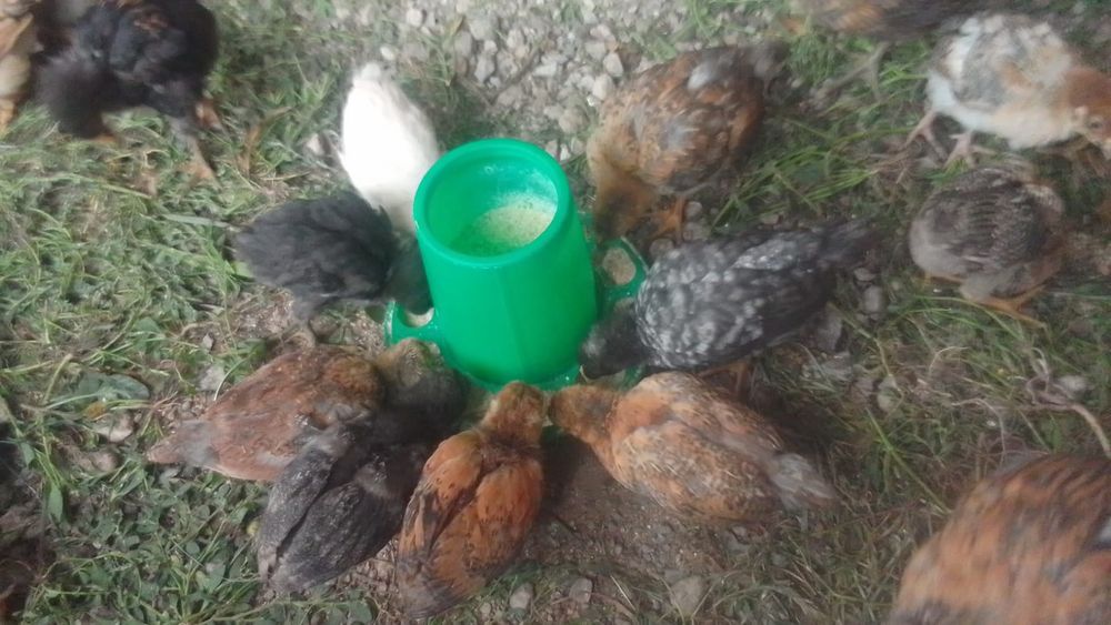 Продам цыплят подросших