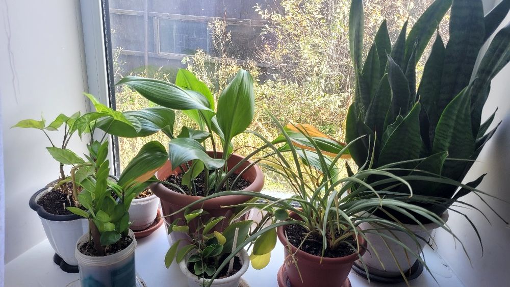 Продам все комнатные цветы.