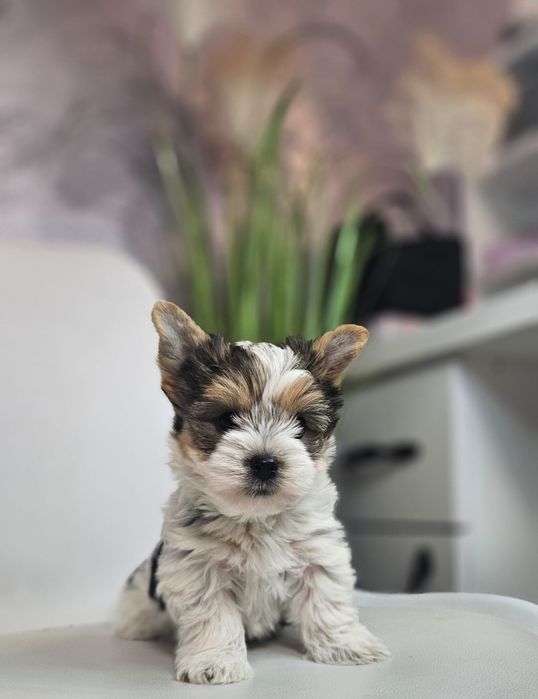 Baietel yorkshire terrier Biewer!