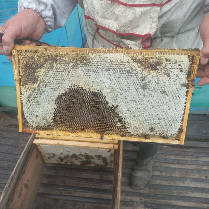 Продам Мёд натуральный