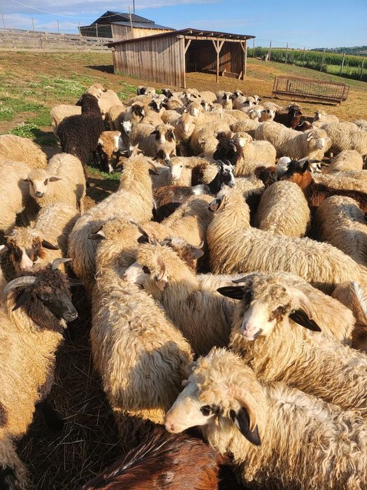 Vând 180 oi cu lapte – Bâle și Breze – 850 lei/buc