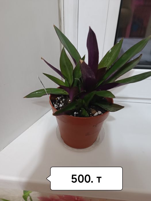 Продаю растюхи для дома