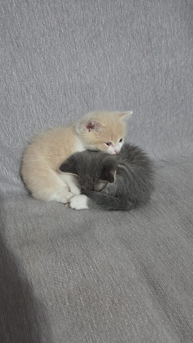 Отдам в хорошие руки