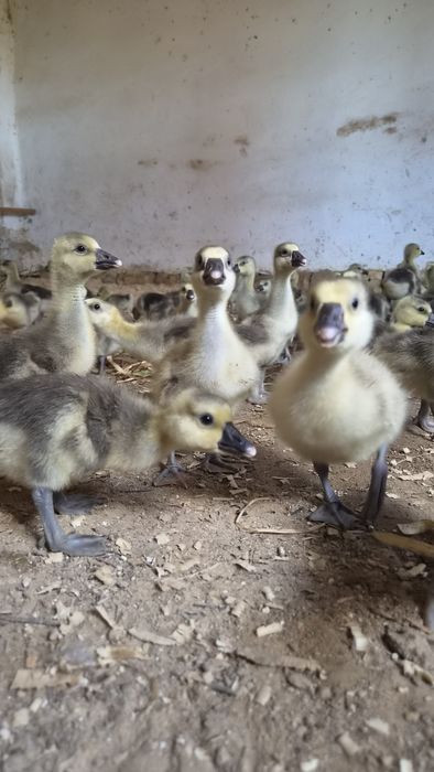 Гуси гусята продажа
