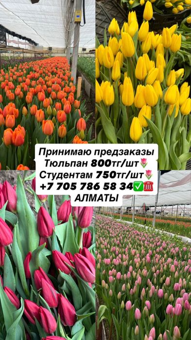 Красивые тюльпаны