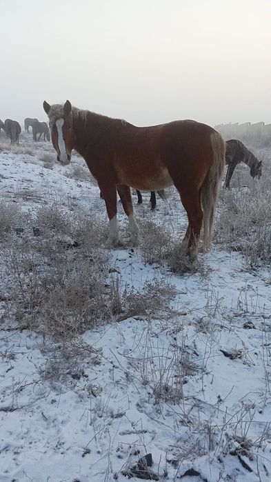 Жеребец.          .