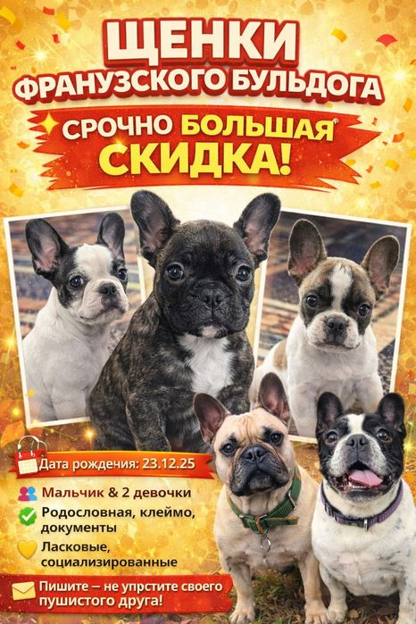 Французский бульдог. Срочно!!