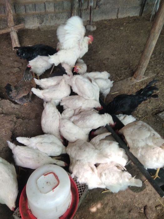 Xonaki tovuqlar (Tuxum tug'adigan)