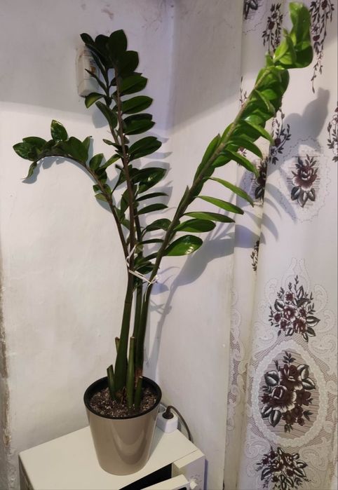 Декабрист красный и другие