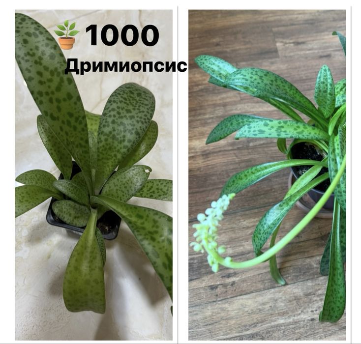 Продам домашние кактусы