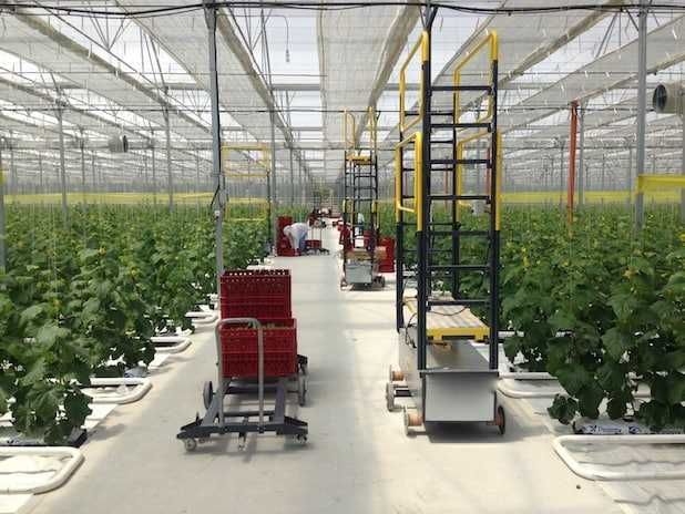 Испанские, корейские теплицы в Узбекистане