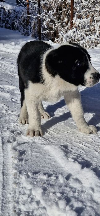 Продам супер алабайчика