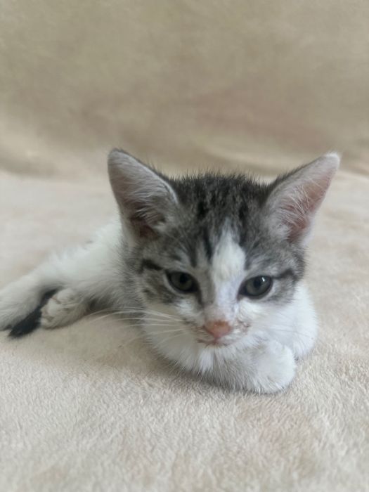 Котик ищет родителей