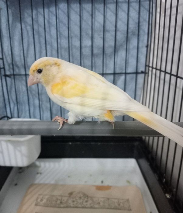 Kanareka moda sotladi