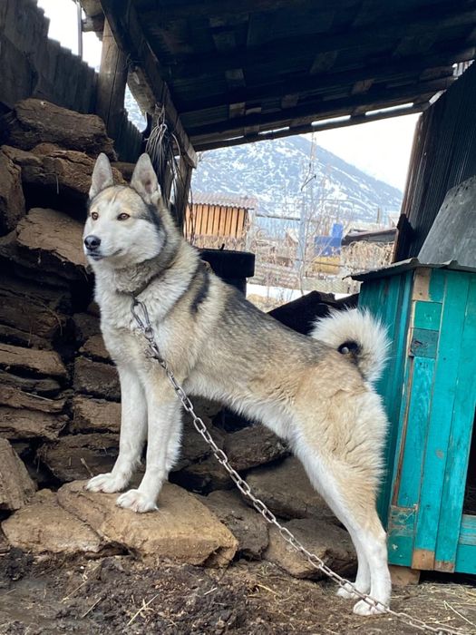 Вязка лайки Алтай