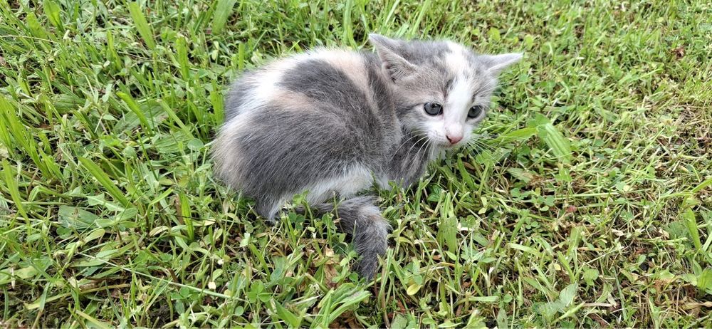 Adopție - Puiuț de Pisică