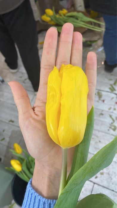 Тюльпаны оптом к 8 марта