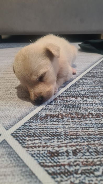 Отдаю щенка (самец) в хорошие руки