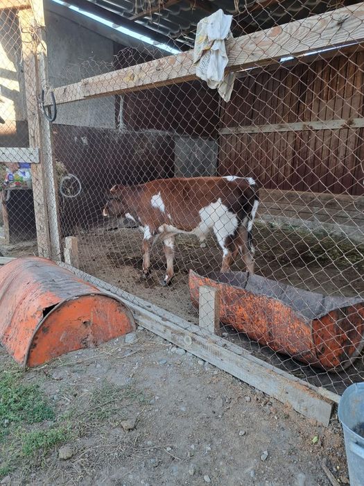 Семиз еркек бузак