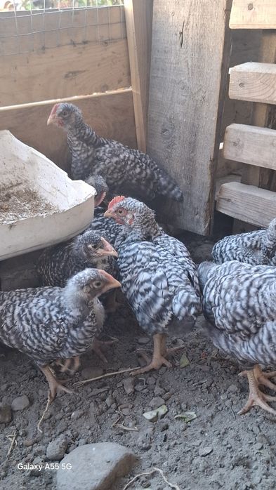 Амрокс балапан сатылады