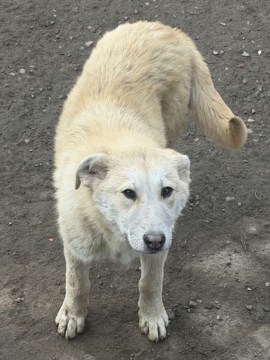 Ищет дом щенок-подросток Миша.