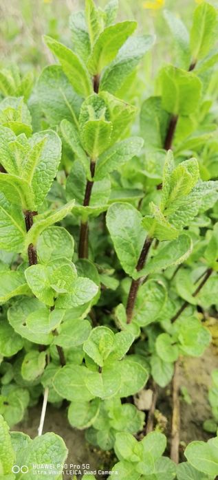 Menta olandeza proaspătă