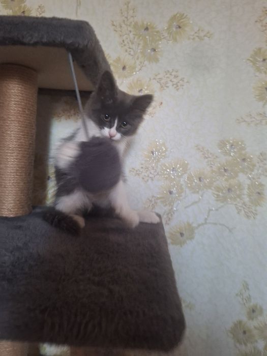 Котёнок девочка 1,5 месяца
