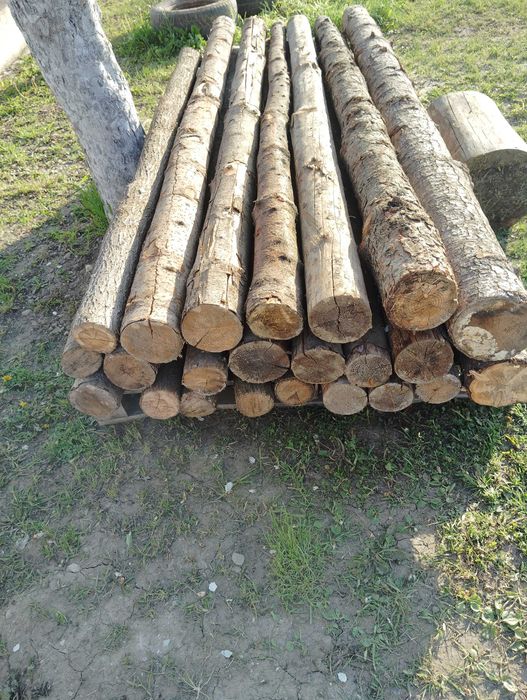 Popi pentru placă