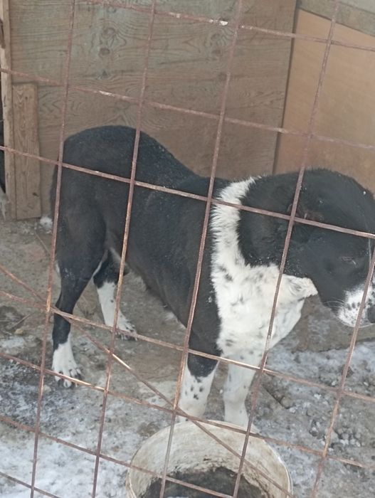 САО высшей масти